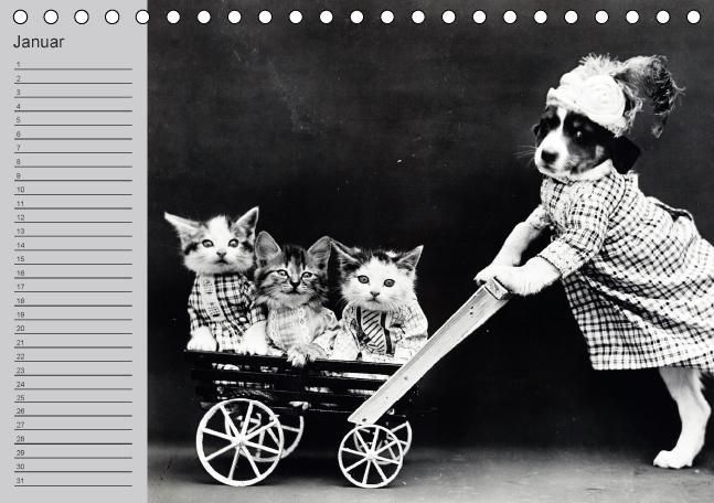 Produktbild: Katzen und Hunde - Nostalgie auf Pfoten (Tischkalender immerw&auml;hrend DIN A5 quer)