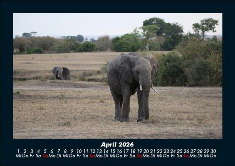 Produktbild: Elefanten 2026 Fotokalender DIN A5