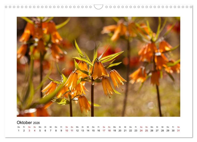 Produktbild: Oranger Bl&uuml;tentraum (Wandkalender 2026 DIN A3 quer), CALVENDO Monatskalender
