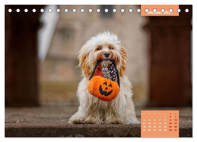 Produktbild: Rocket der Havaneser (Tischkalender 2027 DIN A5 quer), CALVENDO Monatskalender