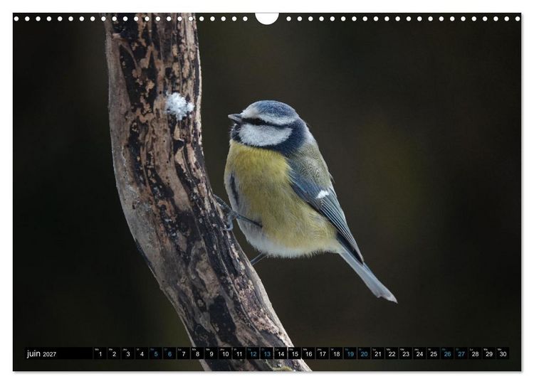 Produktbild: Mes anges bleus en &Icirc;le-de-France (Calendrier mural 2027 DIN A3 vertical), CALVENDO calendrier mensuel