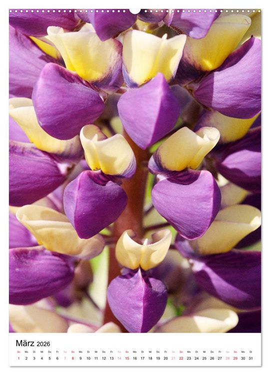 Produktbild: Bl&uuml;ten - Ein Fest der Formen und Farben (hochwertiger Premium Wandkalender 2026 DIN A2 hoch), Kunstdruck in Hochglanz
