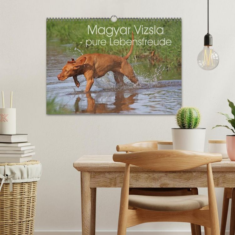Produktbild: Magyar Vizsla - pure Lebensfreude (Wandkalender 2026 DIN A3 quer), CALVENDO Monatskalender