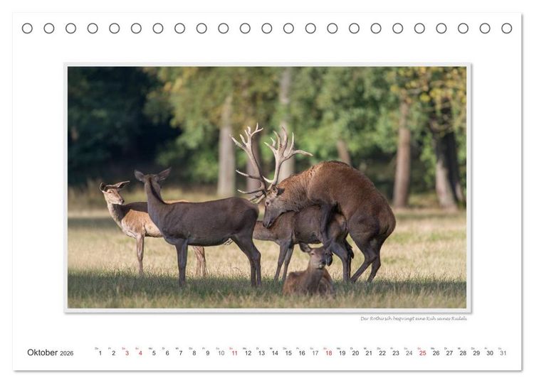 Produktbild: Emotionale Momente: Tierischer Sex. (Tischkalender 2026 DIN A5 quer), CALVENDO Monatskalender