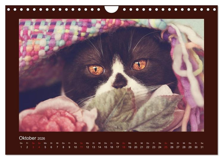 Produktbild: Britisch Kurzhaar Katzen - Poesie f&uuml;rs Auge (Wandkalender 2026 DIN A4 quer), CALVENDO Monatskalender