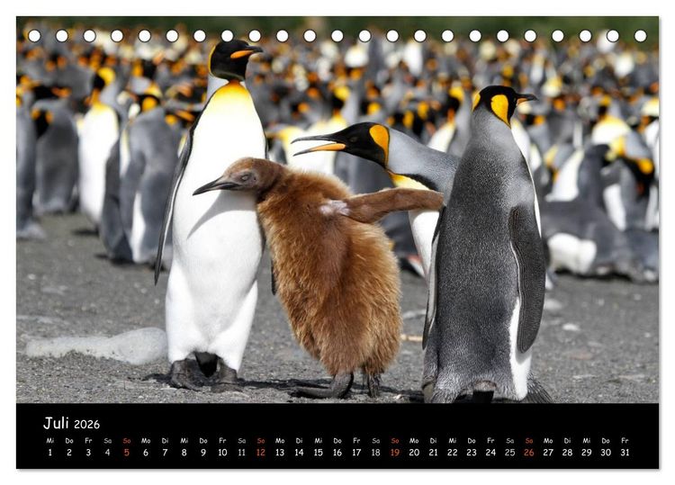 Produktbild: Pinguine aus aller Welt (Tischkalender 2026 DIN A5 quer), CALVENDO Monatskalender