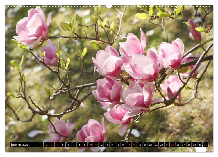 Produktbild: Magnolias en fleur (Calendrier mural 2026 DIN A2 vertical) calendrier de bureau