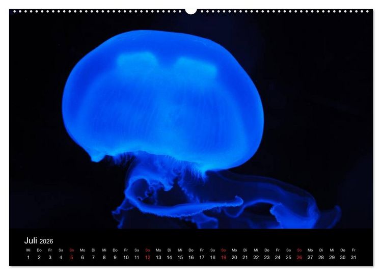 Produktbild: Quallen &bull; &Auml;therische Wunderwesen (hochwertiger Premium Wandkalender 2026 DIN A2 quer), Kunstdruck in Hochglanz