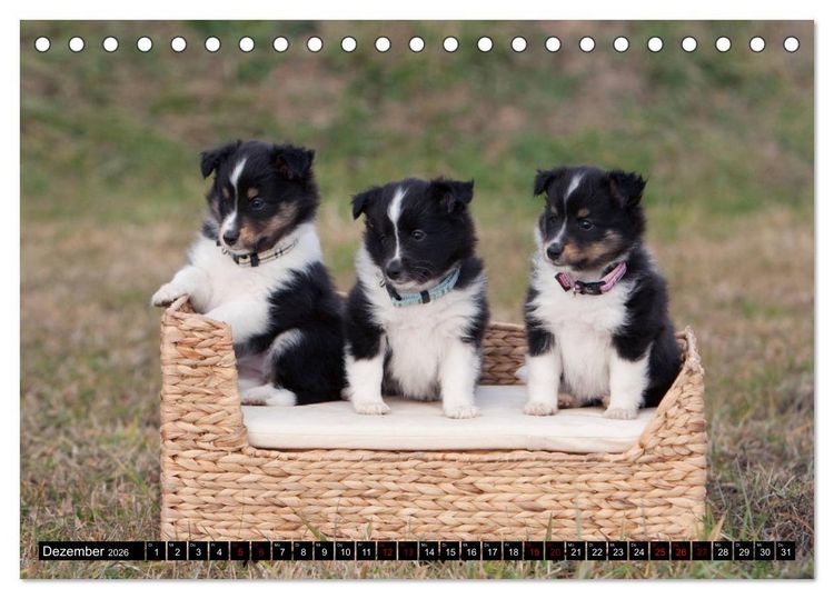 Produktbild: Shetland Sheepdogs - Kleine Charmeure (Tischkalender 2026 DIN A5 quer), CALVENDO Monatskalender