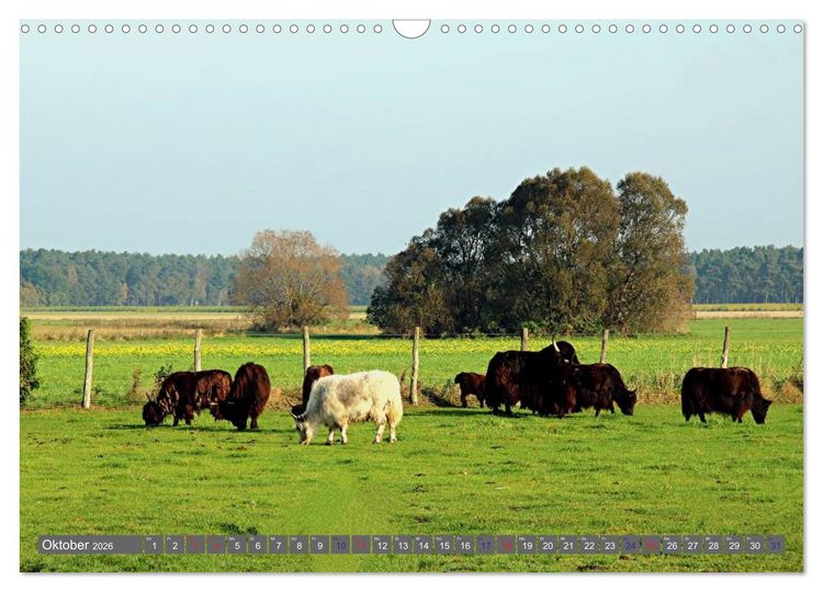 Produktbild: Der Yak (Wandkalender 2026 DIN A3 quer), CALVENDO Monatskalender
