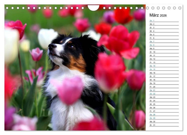 Produktbild: Australian Shepherd Tri Color (Wandkalender 2026 DIN A4 quer), CALVENDO Monatskalender