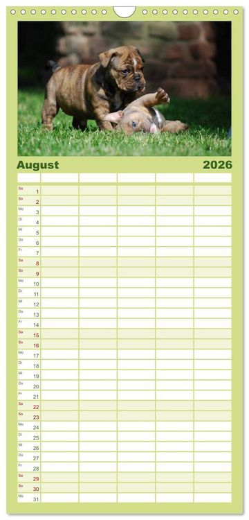 Produktbild: Familienplaner 2026 - Bulldoggen-Kinder mit 5 Spalten (Wandkalender, 21 x 45 cm) CALVENDO