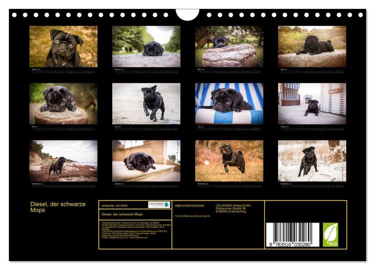 Produktbild: Diesel, der schwarze Mops (Wandkalender 2026 DIN A4 quer), CALVENDO Monatskalender