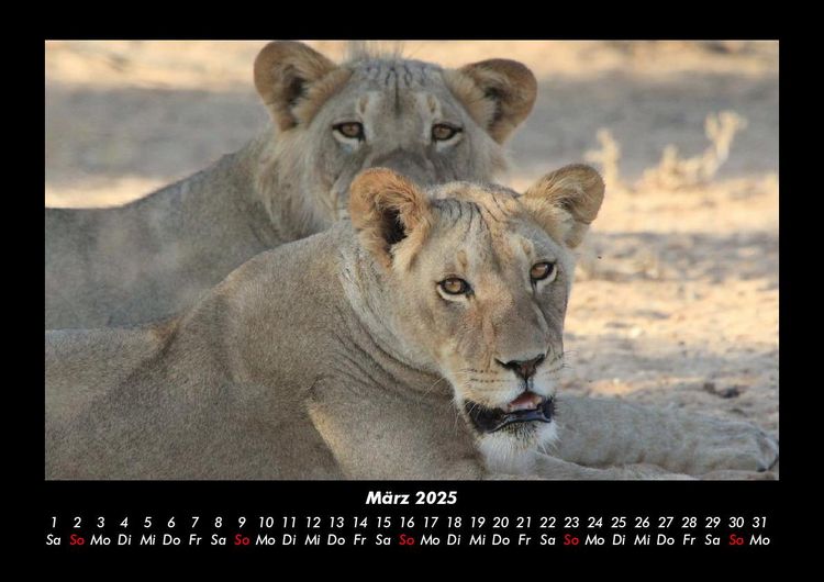 Produktbild: L&ouml;wen in der Wildnis 2025 Fotokalender DIN A3