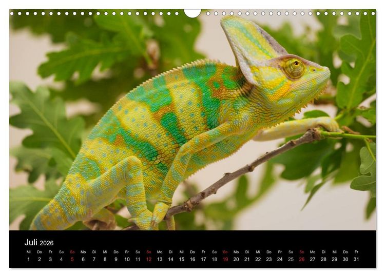 Produktbild: Reptilien & Co. (Wandkalender 2026 DIN A3 quer), CALVENDO Monatskalender