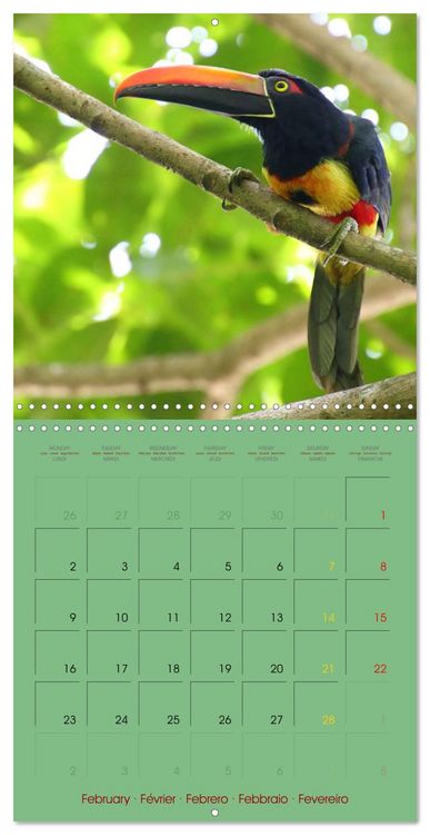 Produktbild: Douze oiseaux de la capitale du Costa Rica (Calendrier mural carr&eacute; 2026 30x30 cm) Calendrier double avec une page pour vos prises de notes