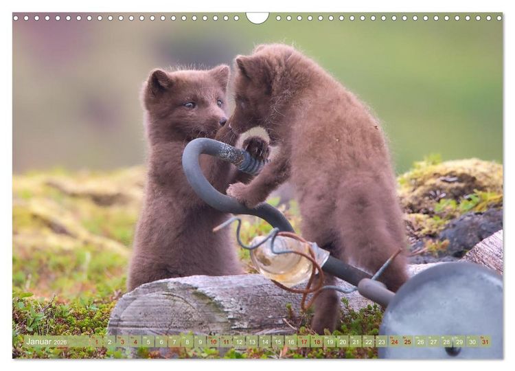 Produktbild: Polarfuchs-Welpen (Wandkalender 2026 DIN A3 quer), CALVENDO Monatskalender