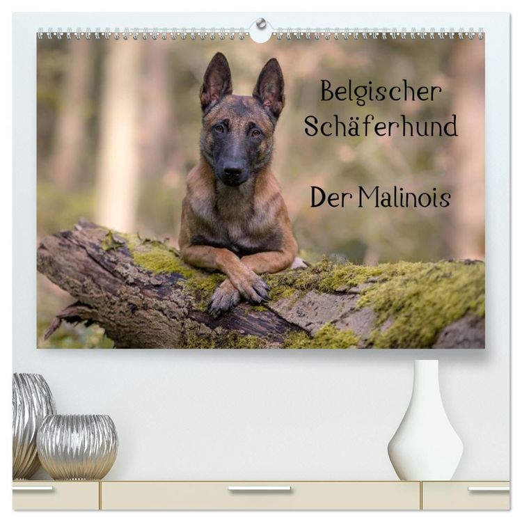 Produktbild: Belgischer Sch&auml;ferhund - Der Malinois (hochwertiger Premium Wandkalender 2027 DIN A2 quer), Kunstdruck in Hochglanz