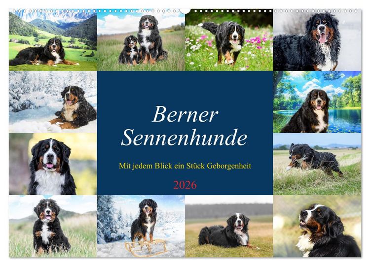 Produktbild: Berner Sennenhunde - Mit jedem Blick ein St&uuml;ck Geborgenheit (Wandkalender 2026 DIN A2 quer), CALVENDO Monatskalender