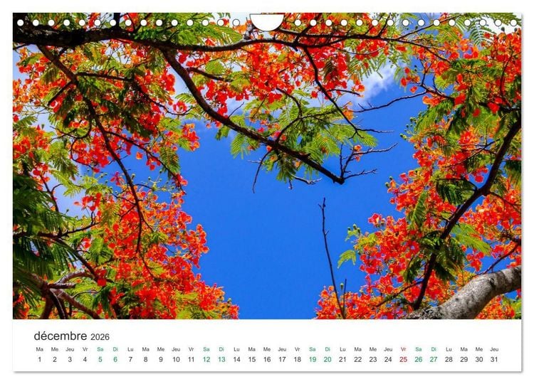 Produktbild: Magnifique &icirc;le Maurice (Calendrier mural 2026 DIN A4 vertical), CALVENDO calendrier mensuel