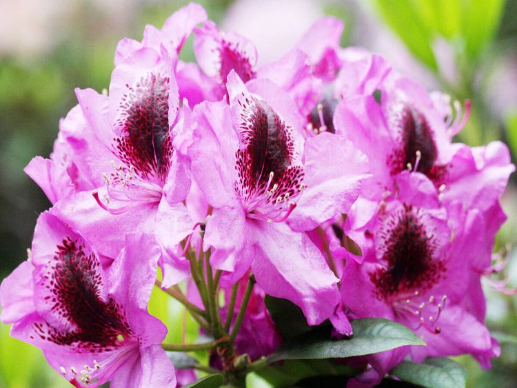 Produktbild: CALVENDO Puzzle Rhododendron in Pink mit dunklem Fleck | 1000 Teile Lege-Gr&ouml;&szlig;e 64x48cm Foto-Puzzle f&uuml;r gl&uuml;ckliche Stunden