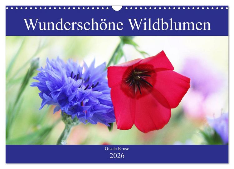 Produktbild: Wundersch&ouml;ne Wildblumen (Wandkalender 2026 DIN A3 quer), CALVENDO Monatskalender