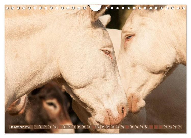 Produktbild: Lichtbringer - &Ouml;sterreichisch-Ungarische Barockesel (Wandkalender 2026 DIN A4 quer), CALVENDO Monatskalender