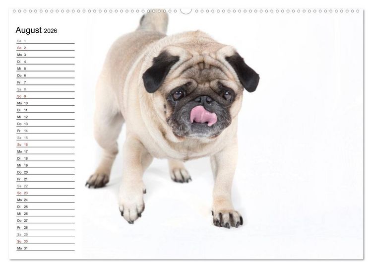 Produktbild: Mops - unwiderstehlich und charmant (hochwertiger Premium Wandkalender 2026 DIN A2 quer), Kunstdruck in Hochglanz