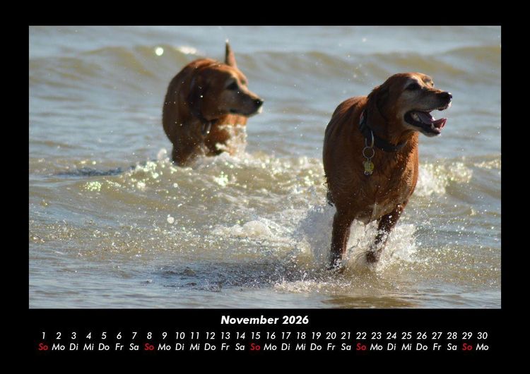 Produktbild: Der Hundekalender 2026 Fotokalender DIN A3
