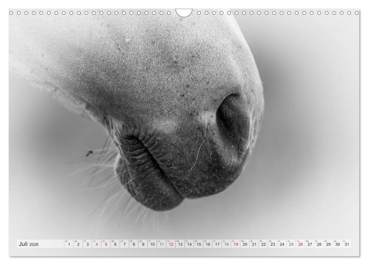 Produktbild: Emotionale Momente: Wei&szlig;e Pferde in schwarzwei&szlig;. (Wandkalender 2026 DIN A3 quer), CALVENDO Monatskalender