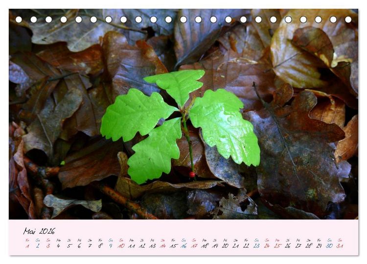 Produktbild: Wald und Baum 2026 (Tischkalender 2026 DIN A5 quer), CALVENDO Monatskalender