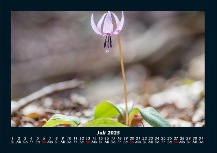 Produktbild: Blumenzauber 2025 Fotokalender DIN A4