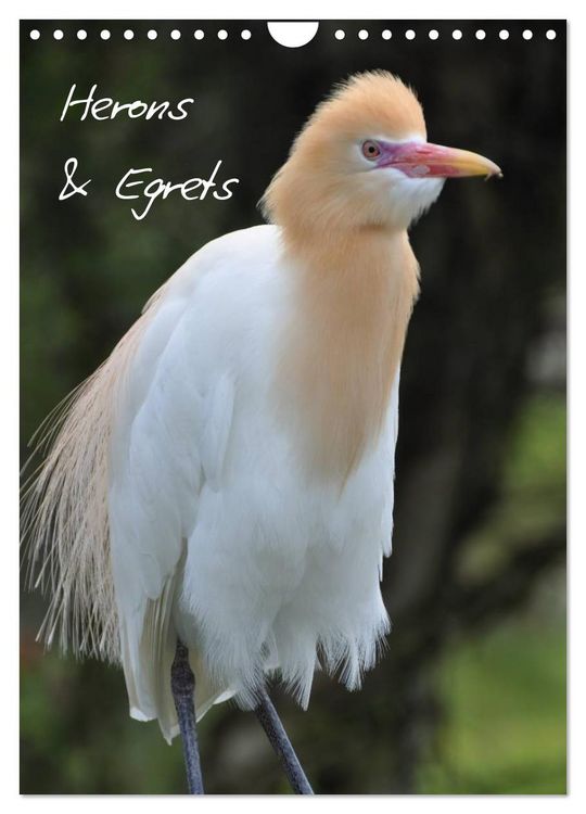 Produktbild: Herons & Egrets (Wall Calendar 2026 DIN A4 portrait), CALVENDO 12 Month Wall Calendar