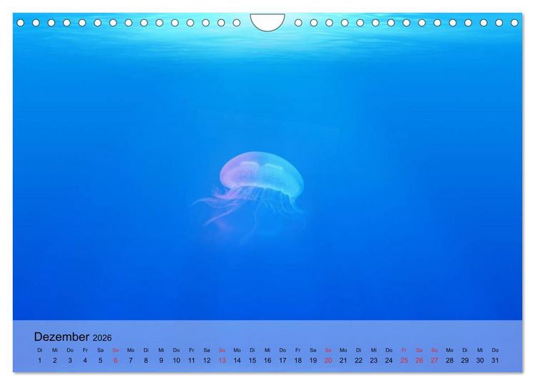 Produktbild: Quallen. Die Welt der Medusen (Wandkalender 2026 DIN A4 quer), CALVENDO Monatskalender