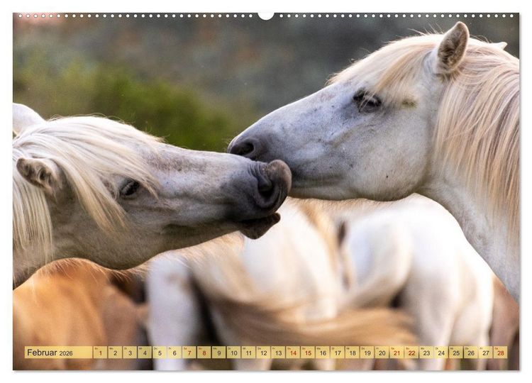 Produktbild: Die wilden Pferde der Camargue (hochwertiger Premium Wandkalender 2026 DIN A2 quer), Kunstdruck in Hochglanz