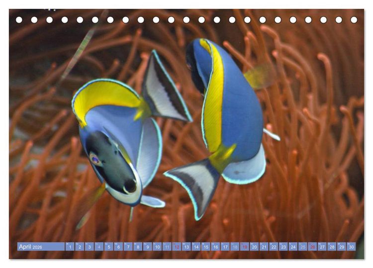 Produktbild: Bunte Welt der Fische (Tischkalender 2026 DIN A5 quer), CALVENDO Monatskalender