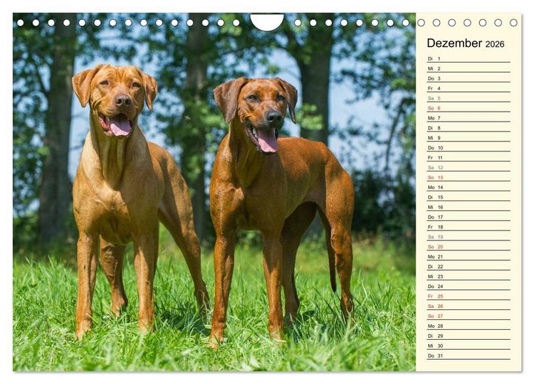 Produktbild: Rhodesian Ridgeback 2026 (Wandkalender 2026 DIN A4 quer), CALVENDO Monatskalender