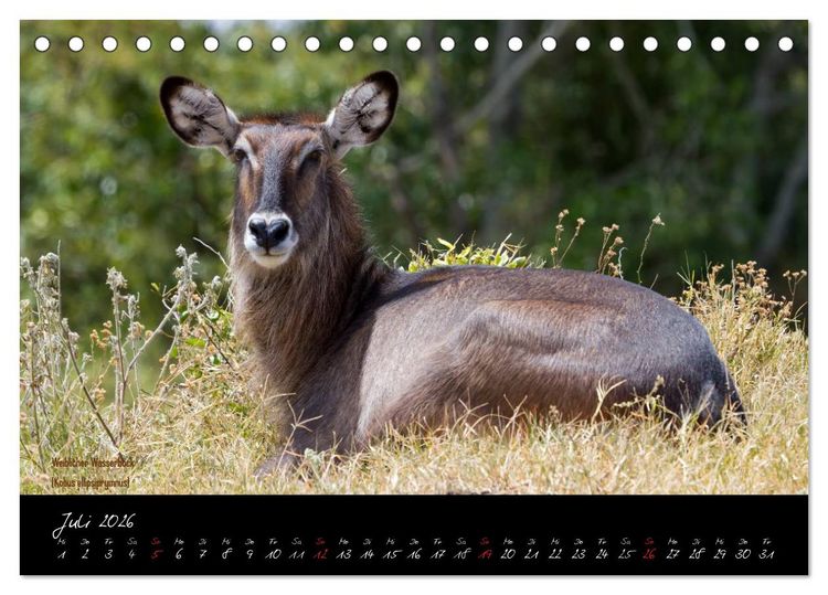 Produktbild: Faszination Afrika - wilde Tiere der Masai Mara - Kenia (Tischkalender 2026 DIN A5 quer), CALVENDO Monatskalender
