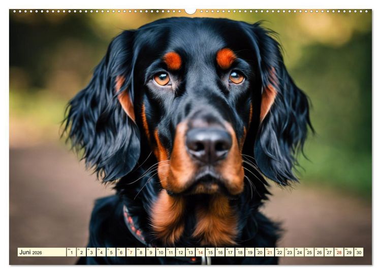Produktbild: Gordon Setter - elegantes Kraftpaket (Wandkalender 2026 DIN A2 quer), CALVENDO Monatskalender
