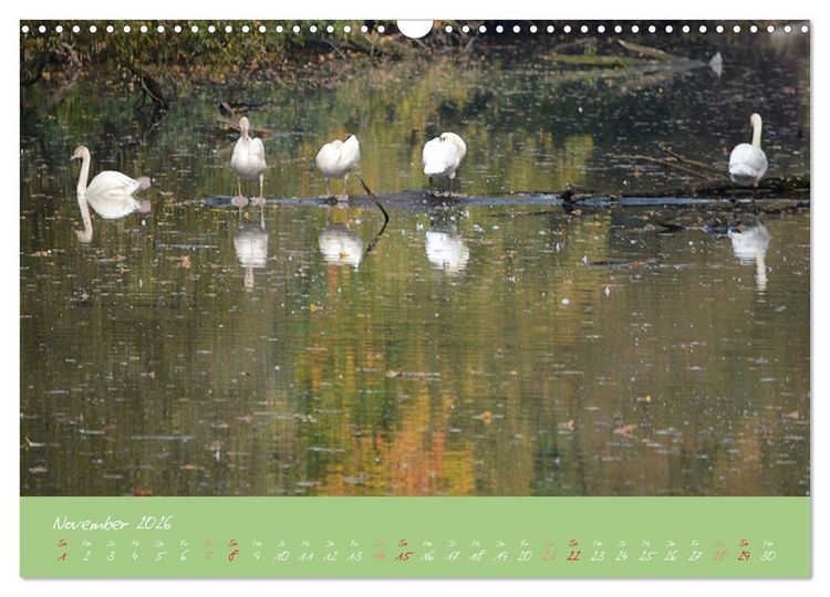 Produktbild: Schwanenfamilie, vom Ei bis zum Fliegen. (Wandkalender 2026 DIN A3 quer), CALVENDO Monatskalender