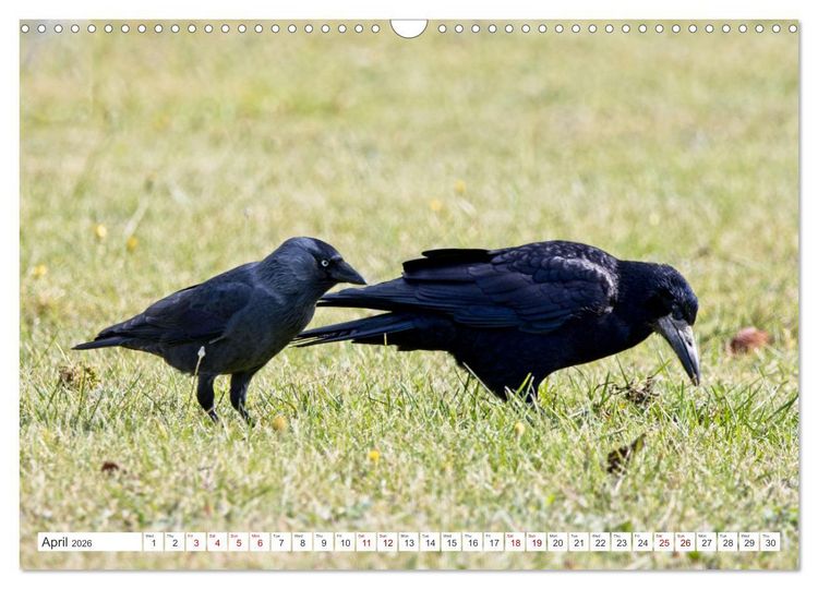 Produktbild: Corvids - Black and Beautiful (Wall Calendar 2026 DIN A3 landscape), CALVENDO 12 Month Wall Calendar