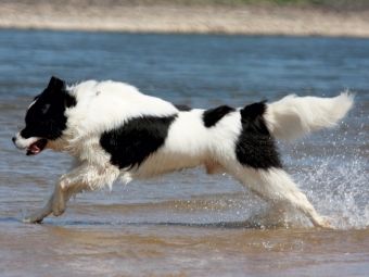 Produktbild: CALVENDO Puzzle Landseer beim Badespa&szlig; | 1000 Teile Lege-Gr&ouml;&szlig;e 64x48cm Foto-Puzzle f&uuml;r gl&uuml;ckliche Stunden