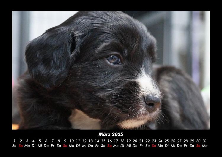 Produktbild: Welpen 2025 Fotokalender DIN A3