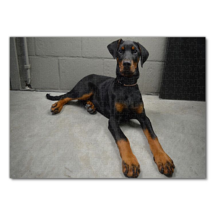 Produktbild: Lais Puzzle Dobermann 500 Teile