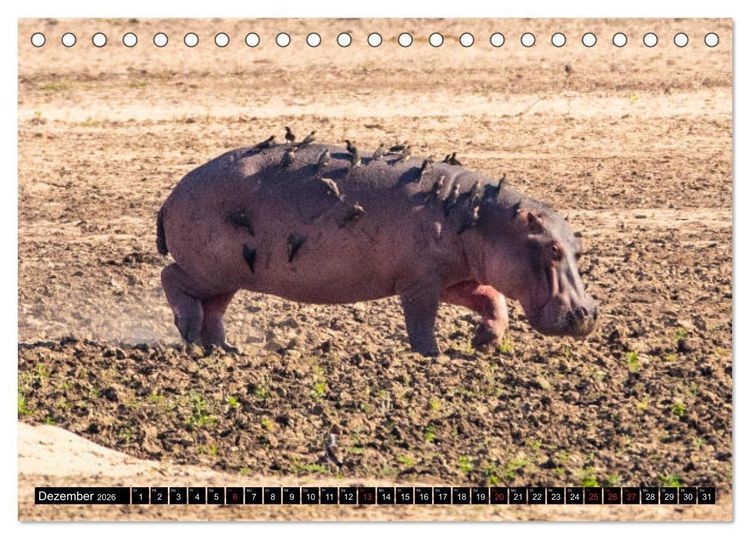 Produktbild: Hippos im s&uuml;dlichen Afrika (Tischkalender 2026 DIN A5 quer), CALVENDO Monatskalender