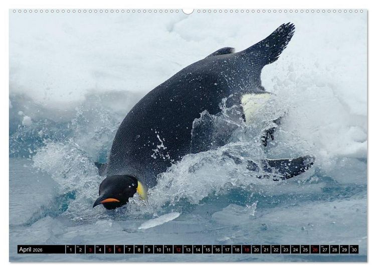 Produktbild: Pinguine - Watscheln im festlichen Kleid (hochwertiger Premium Wandkalender 2026 DIN A2 quer), Kunstdruck in Hochglanz