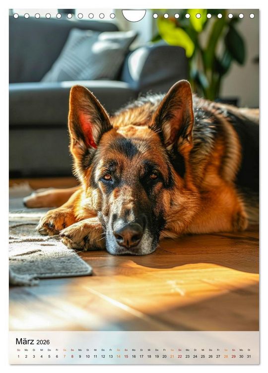 Produktbild: Deutscher Sch&auml;ferhund - mutig und zuverl&auml;ssig (Wandkalender 2026 DIN A4 hoch), CALVENDO Monatskalender