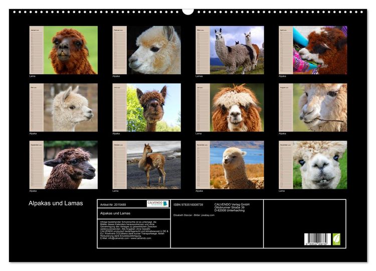 Produktbild: Alpakas und Lamas (Wandkalender 2026 DIN A2 quer), CALVENDO Monatskalender