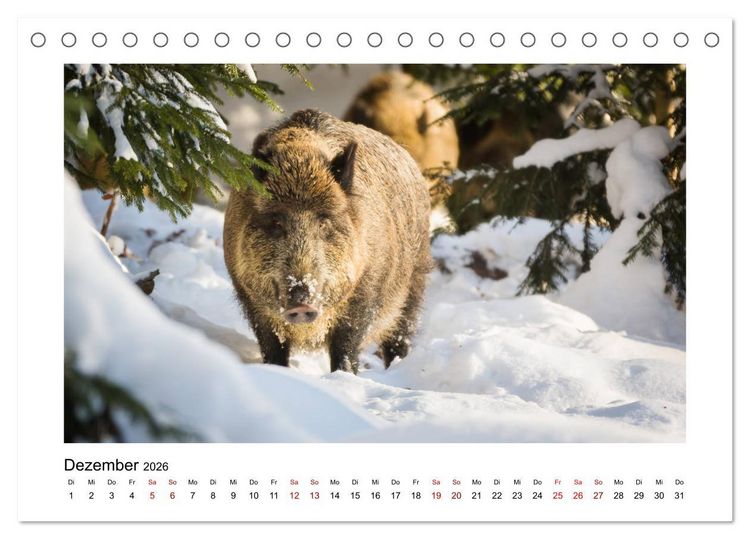 Produktbild: Deutschlands Wildtiere (Tischkalender 2026 DIN A5 quer), CALVENDO Monatskalender