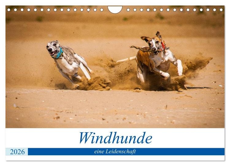 Produktbild: Windhunde - eine Leidenschaft (Wandkalender 2026 DIN A4 quer), CALVENDO Monatskalender